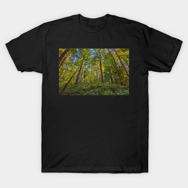 Muir Woods T-Shirt by somadjinn